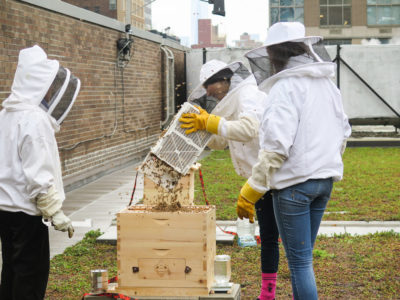 beekeepers working on FIT's rooftop hives