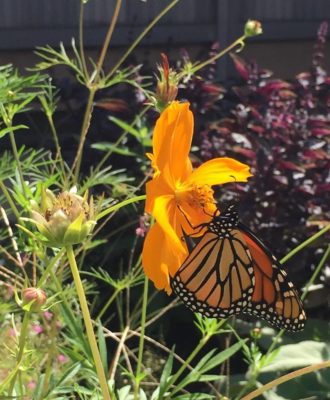 butterfly on a flower in the dye garden
