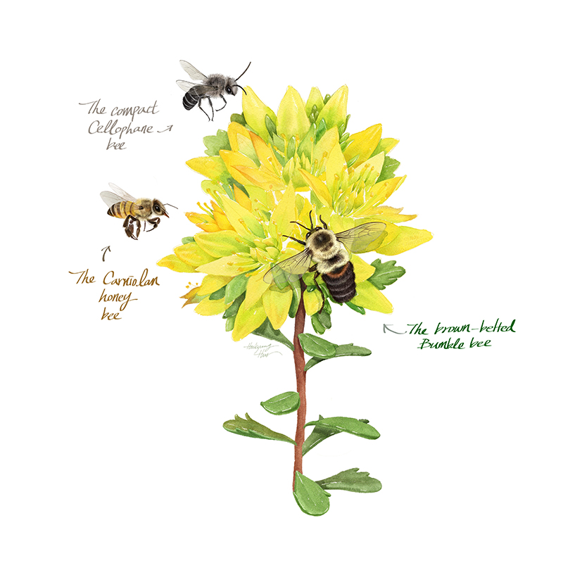 Illustration of the bees found at FIT