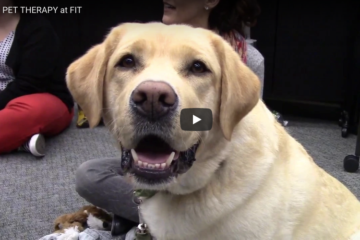 still from Pet Therapy at FIT YouTube video with yellow dog's face