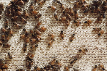 FIT's Honeybees