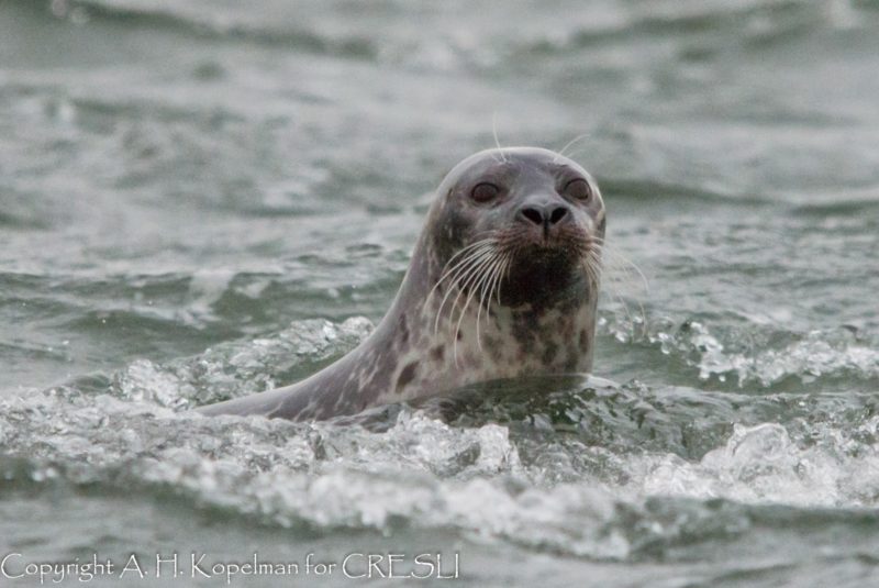 Arthur Kopelman Leads Seal Walks at Westhampton Beach – FIT Newsroom