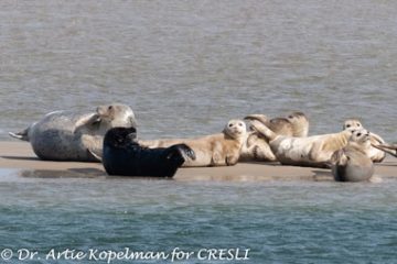 seals on the beach, photo by Arthur Kopelman