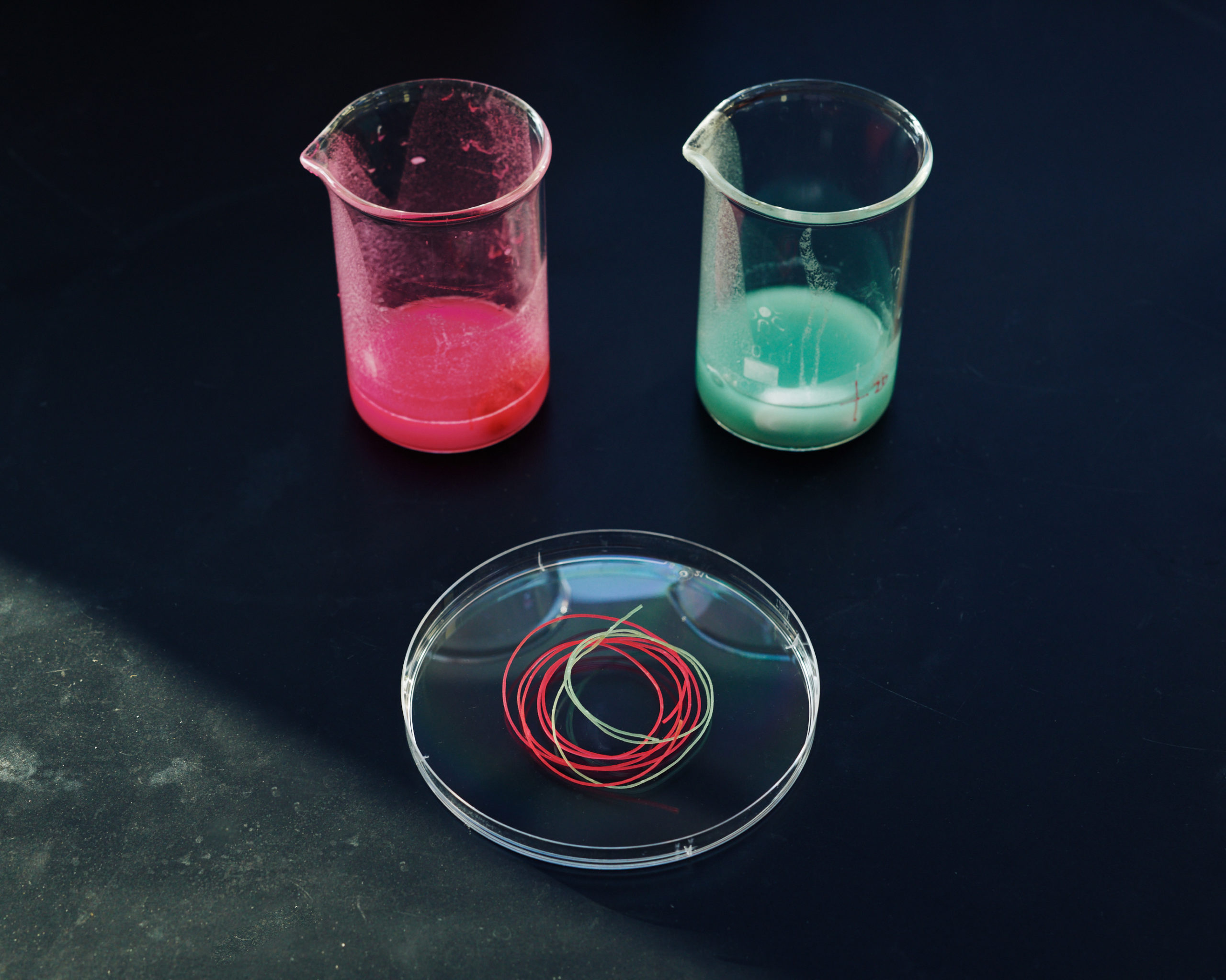 Beakers with pink and green liquids and petri dish with pink and green fibers