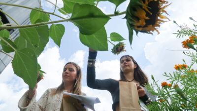 students gardening overlooking a sunflower plant