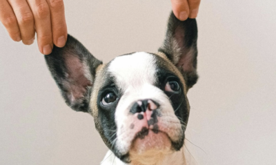 puppy with fingers holding up its ears
